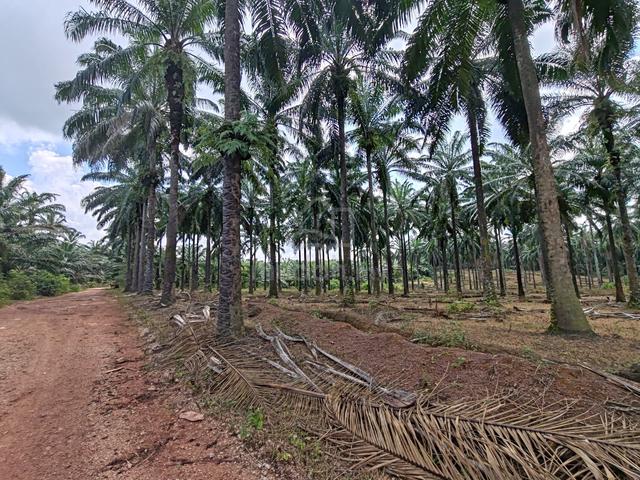 Freehold Agricultural Land 10+7.5Acre For Sell(Serenia City Dengkil) 1