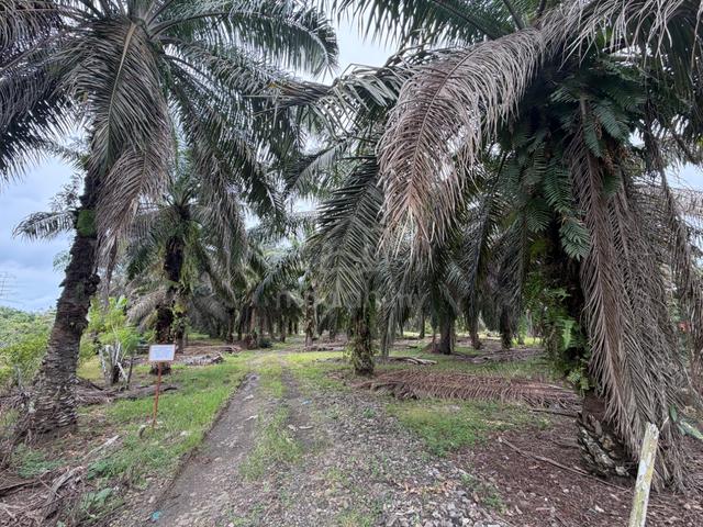 Semporna Land For Rent | Near Shun De Restaurant 顺德人家 | 11.1 Acres 1