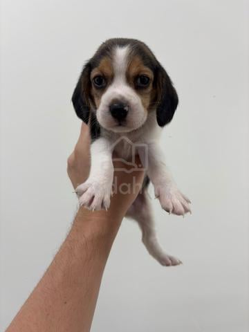 Carousel Image