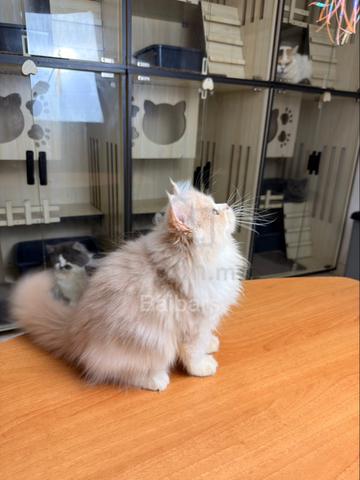 persian (DLH) - photo 6 of 6
