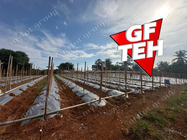 Fertile Soil  Sungai Lalang  Kedah Rm9.2psf a 5