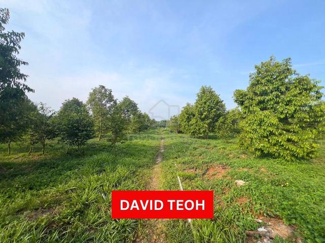 2 Acres Durian & Kynam Agarwood Farm Sale Sungai Bakap Sungai Jawi 1