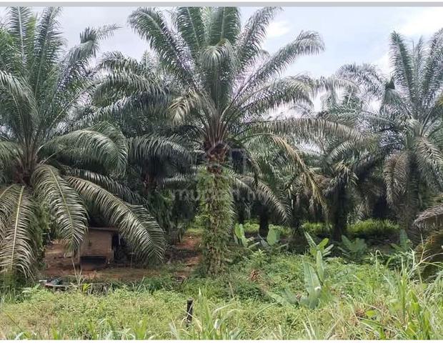 Cheap & Good produced palm oil land for sale! 1