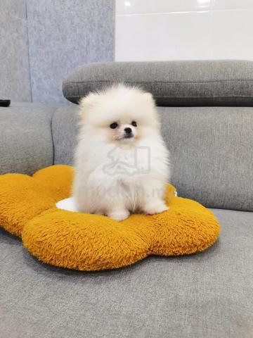 Tiny Pomeranian puppy - photo 3 of 5