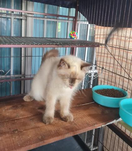 Carousel Image