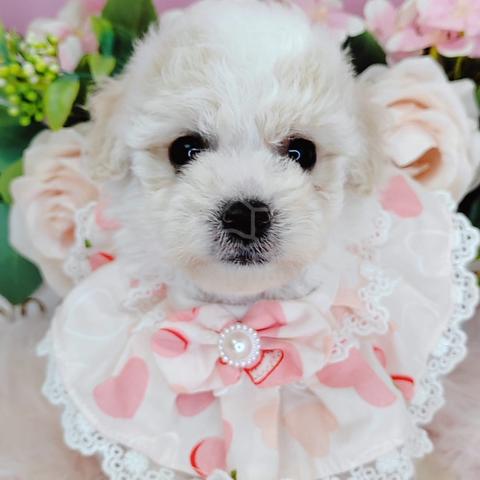 CHUBBY DOG MALTESE MIX POODLE MALTIPOO fb#2652 - Pets for sale in ...