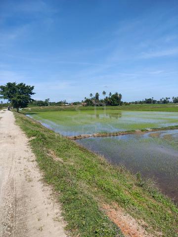 Tanah Bendang First Grade Untuk Dijual 1