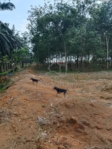 Freehold//durian//rubber//Agricultural Land//4 acres//Sri Pari, Lukut, 1