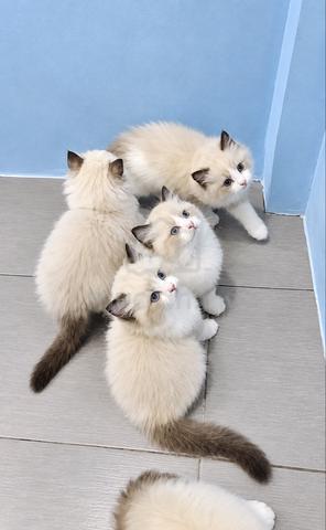 Ragdoll - photo 3 of 4