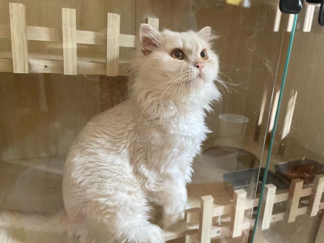 sepasang kucing utk rehome - photo 2 of 2