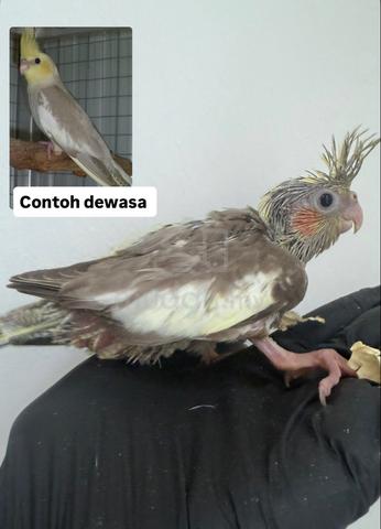 Anak Suap cockatiel - photo 4 of 6