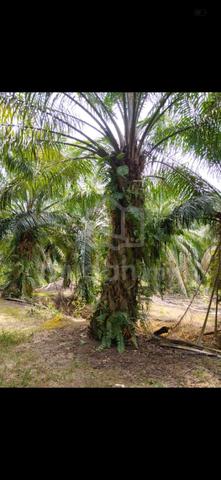 Tanah Kebun Sawit lumayan Di Sg Rambai Melaka 1