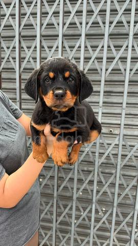 rottweiler - photo 3 of 5
