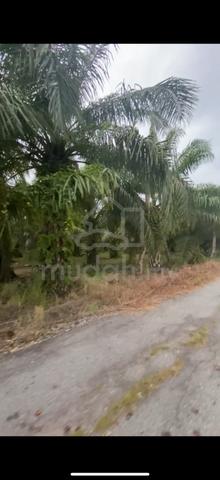 Tanah Sawit Tebuk Berihun Sabak Bernam 3