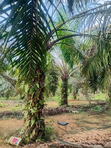 11 Acres Freehold Palm Oil Land for Sale – Sungai Siput, Perak 1