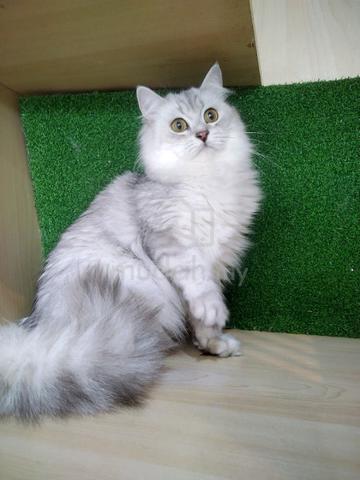 BLH British Long Hair Female Cat For Sale ( Murah) - photo 2 of 4