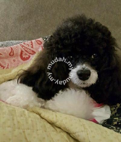 toy parti poodles for sale