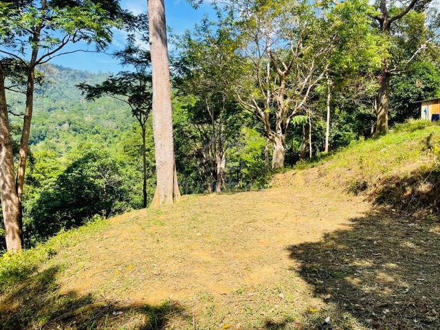 Tanah Dusun 1.9 Ekar Batu Kurau Perak – Durian Dah Berbuah 1