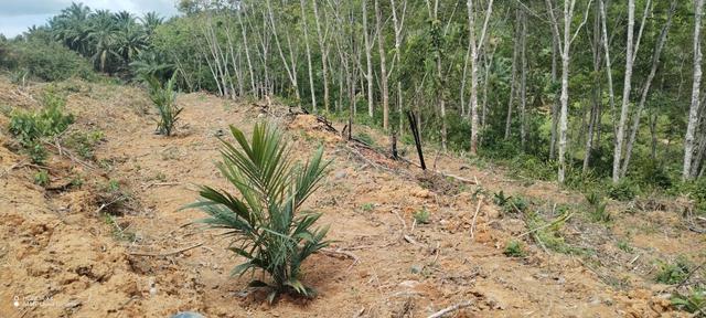nice freehold non bumi land beside road at kuala kangsar 1