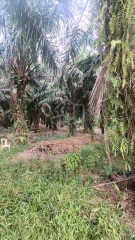 Tanah Pertanian 1.9 Ekar 1
