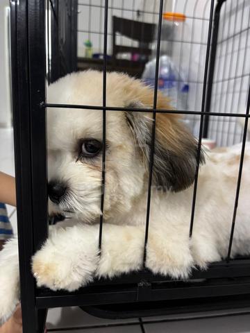 Male Shih Tzu 🐶 - photo 2 of 4