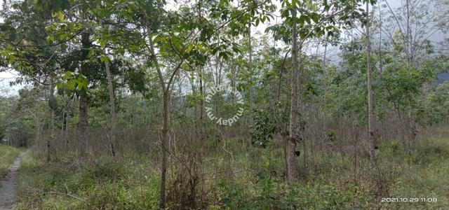 Tanah Pertanian Getah Kampung Som Hulu Cheka Jerantut 4