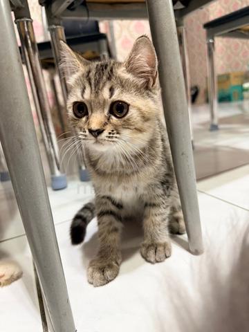 BSH Mix Persian Kitten to Rehome - photo 3 of 5