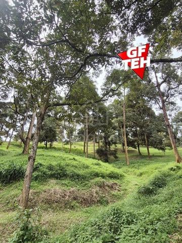 9.18 Acre Agricultural Land | Old Durian Garden | Taiping | Perak b 1