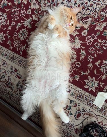 Maine Coon - photo 6 of 6