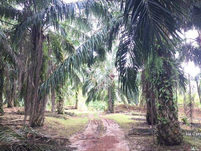 Freehold Agriculture Land For Sale At Dangi,Johol,Kuala Pilah,N.S 1