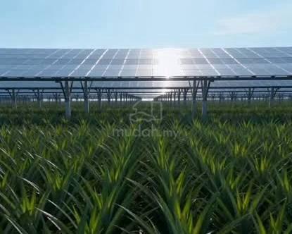 5,011 Acres Palm Oil Land for Sale | Pahang Lipis | 99-Year Leasehold 1