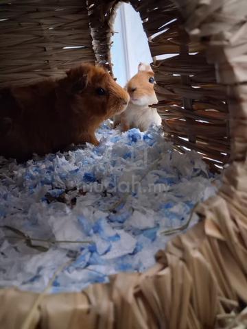 Guinea Pig  - photo 5 of 6