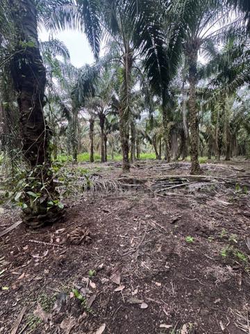 Tanah Parit Semerah Pontian Johor 1