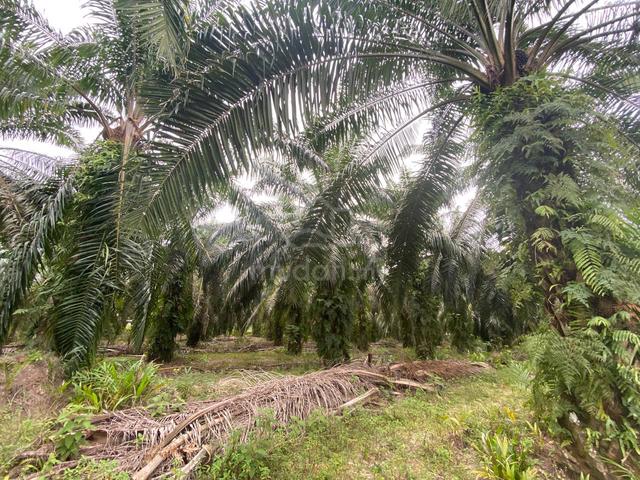 Tanah 5 Ekar Full Sawit @ Jemaluang, Mersing utk Dijual 1