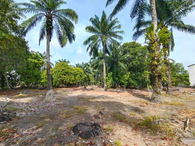 Parit Bunga roadside small orchard+oil palm land near Muar river 1