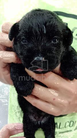 Carousel Image