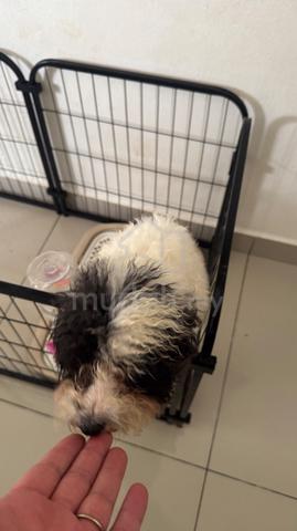 Poodle Puppy for Sale – Lovely & Healthy - photo 5 of 6