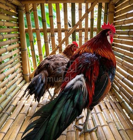 Ayam hutan  - photo 4 of 4
