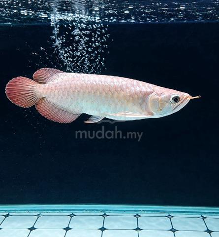 Arowana SR Local - photo 2 of 5
