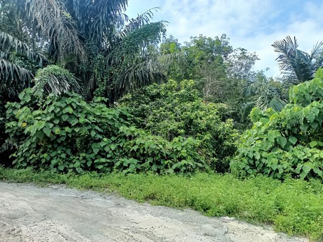 Tanah sawit di Jalan Gopeng, Batu Gajah Perak 1