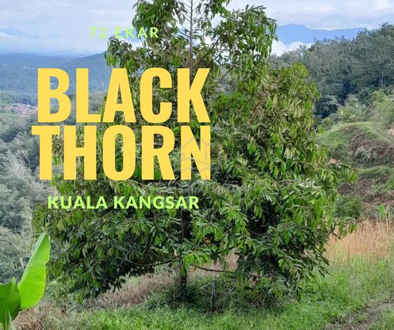 Black Thorn Duri HITAM 72 Ekar Non Bumi Direct owner 1