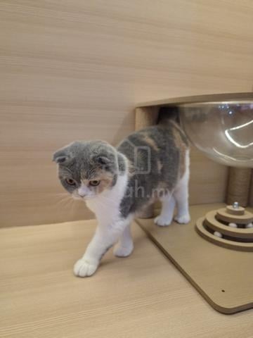 Scottish fold cat for Sale - photo 2 of 3