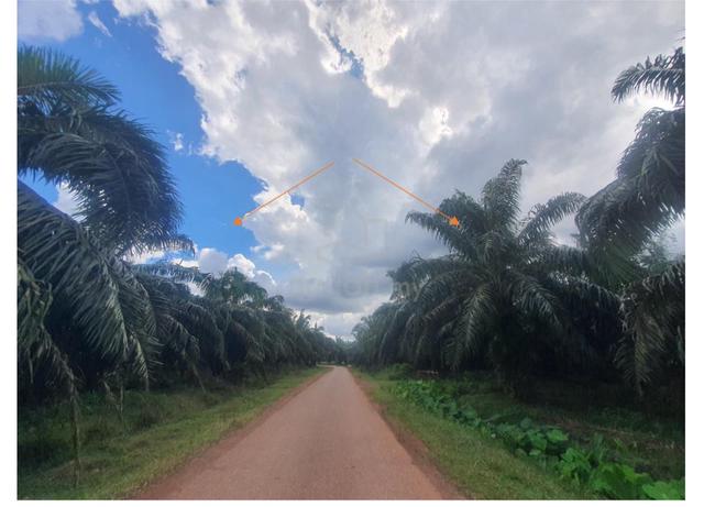 Agriculture land for sale , Sungai bogok , gurun , kedah 1
