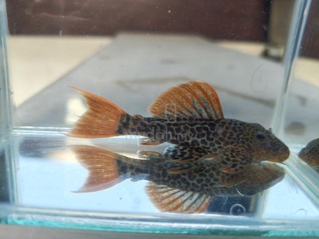 Pleco L600 - photo 4 of 5