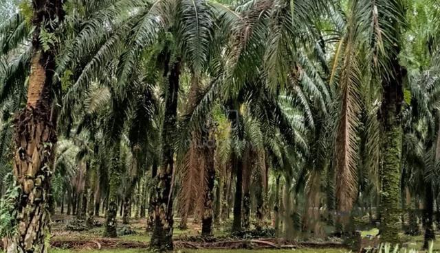 Pantai 💥 Palm oil Pertang, Jelebu, Seremban Nilai melaka 1