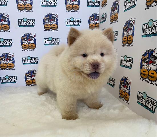 Chow Chow Female Puppy _A1801 - Pets for sale in Cheras, Kuala Lumpur