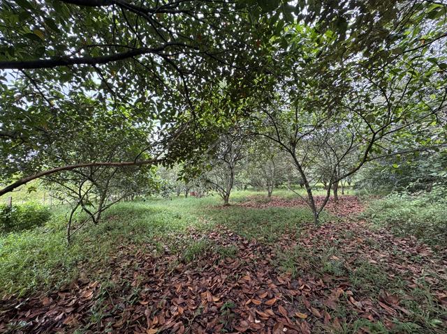 Kebun Buah Untuk Dijual 4