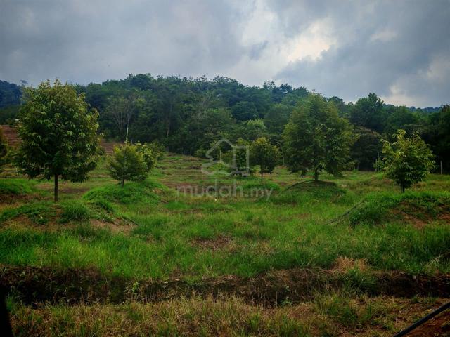 Freehold 21 acres Durian Land Tampin with 4 years trees 1