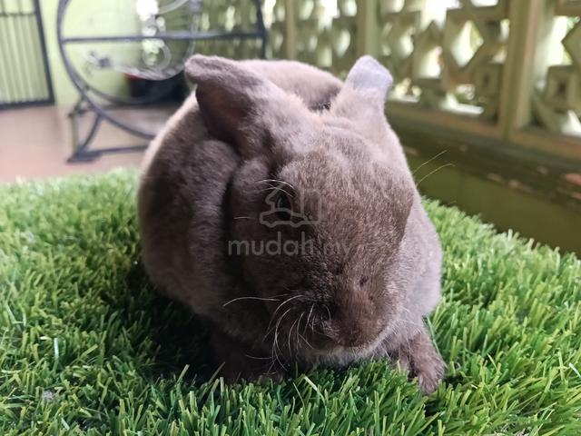 minirex pure breed  - photo 3 of 6