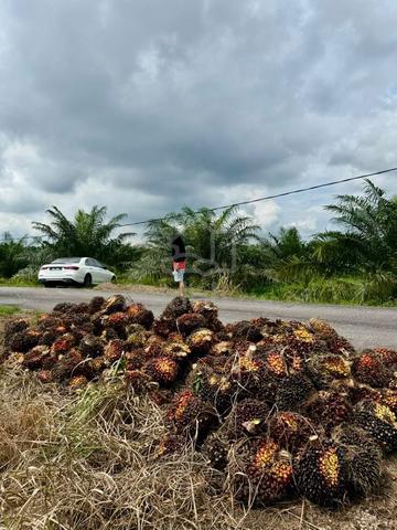 Parit Sikom Agriculture Land 1